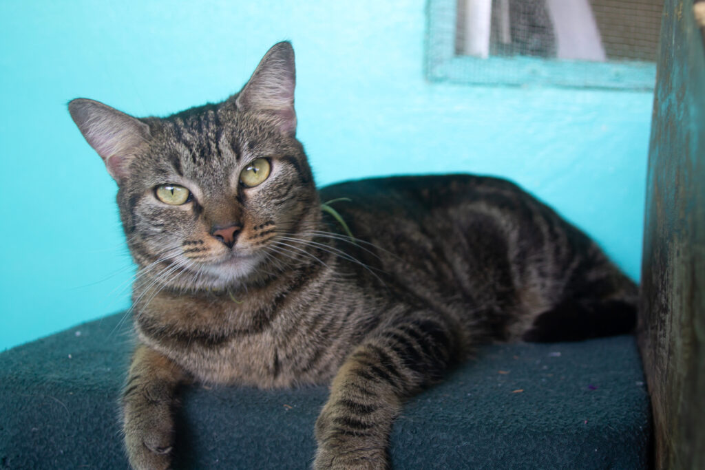 Rafael