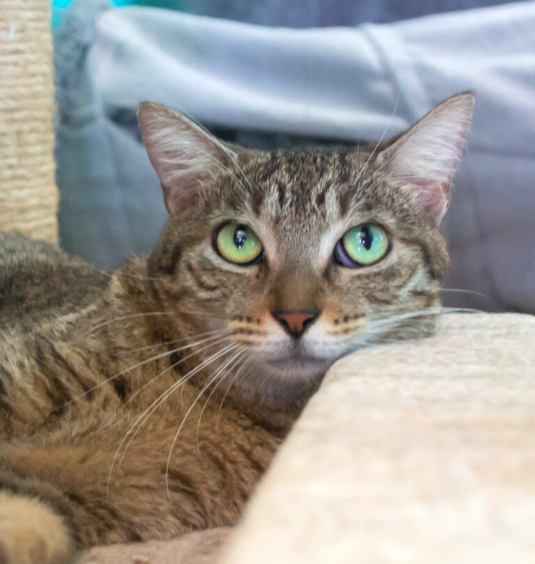 Beautiful tabby with green eyes.