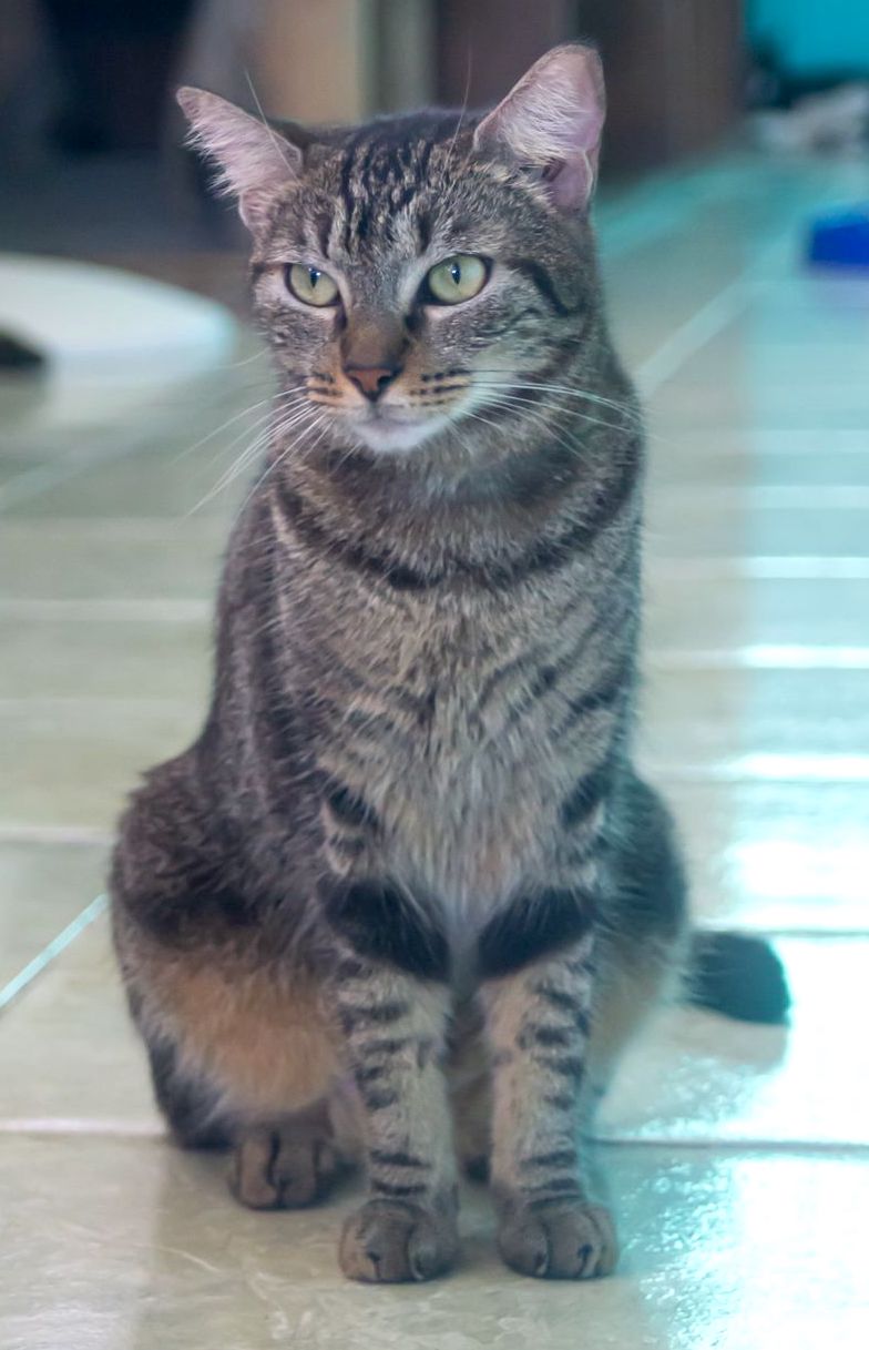 Rosario, a gray tabby with beautiful green eyes.