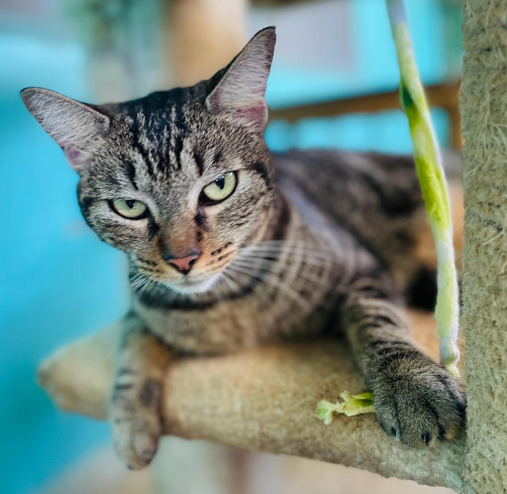 Ruby, a beautiful green eyed tabby cat.