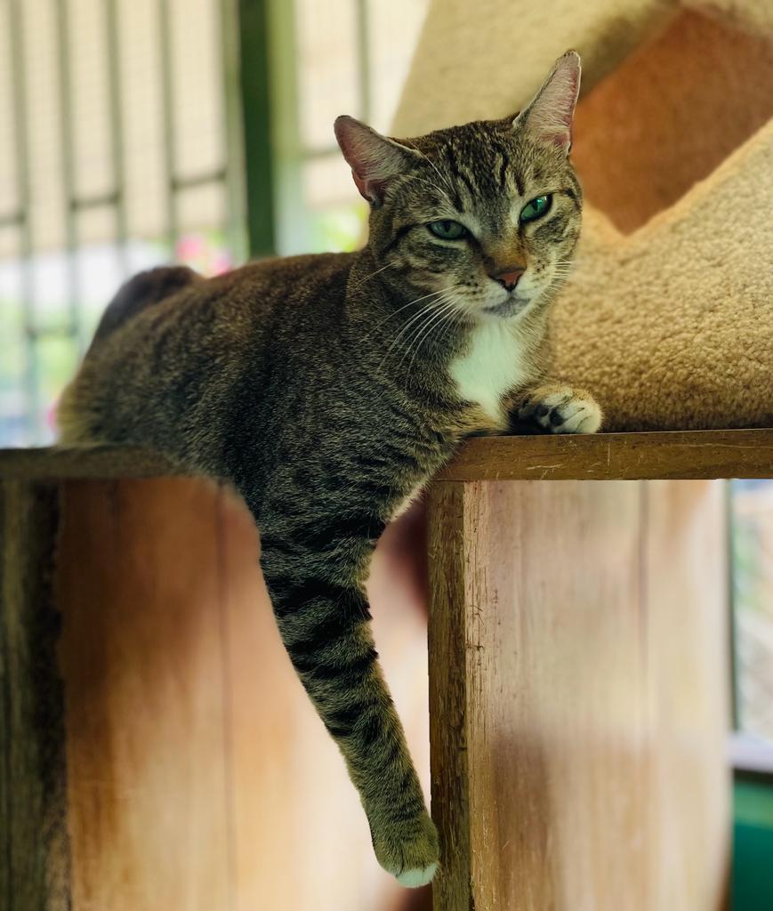 Pretty tabby with white chest