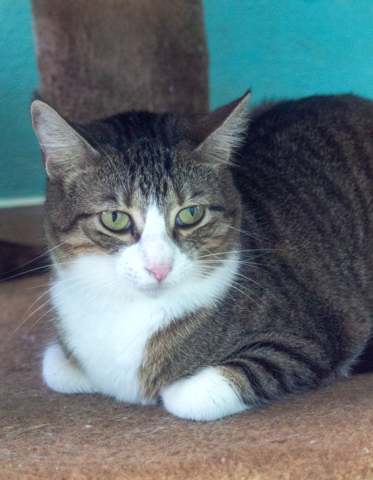 Luisa, a beautiful gray tabby with green eyes.
