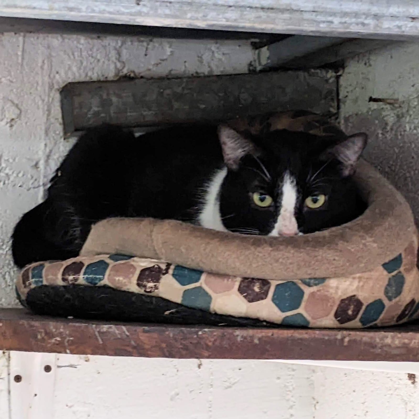 Gretel, female tuxedo cat