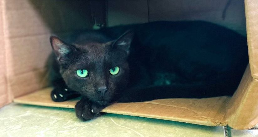 Black cat with green eyes