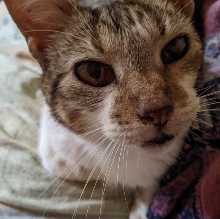 Millie Hembra Gato