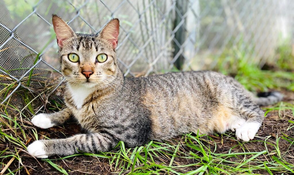 Mietzi, un tabby gris con ojos verdes mirando la cámara