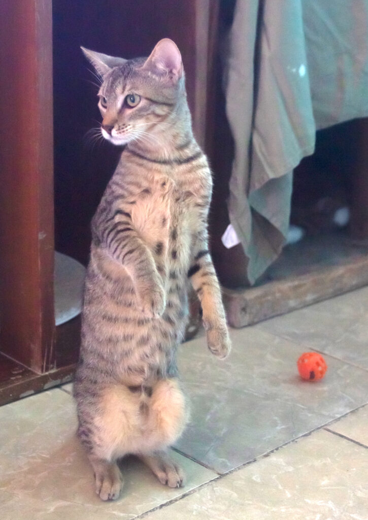 Mimmi sitting up on her back haunches.