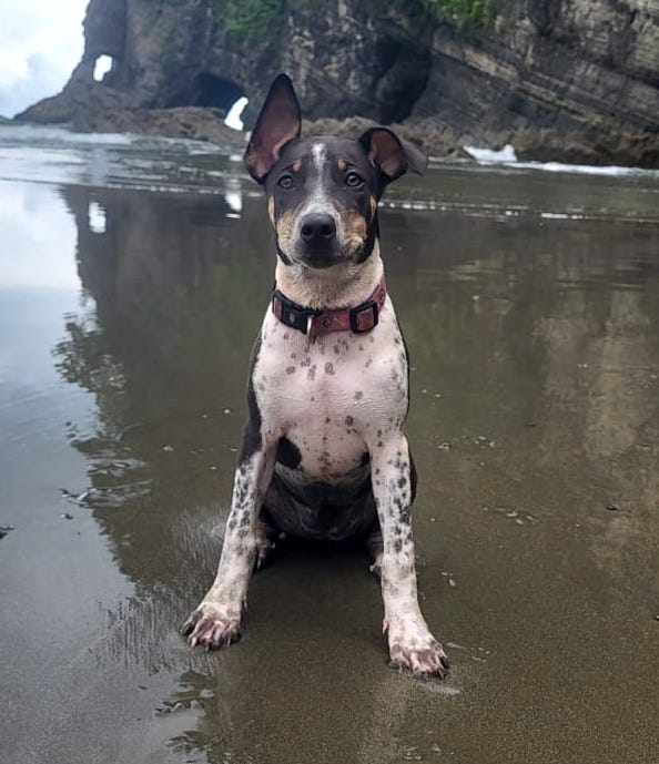 Mia, a white puppy with black markings, sitting on the beach with one ear up and one down.