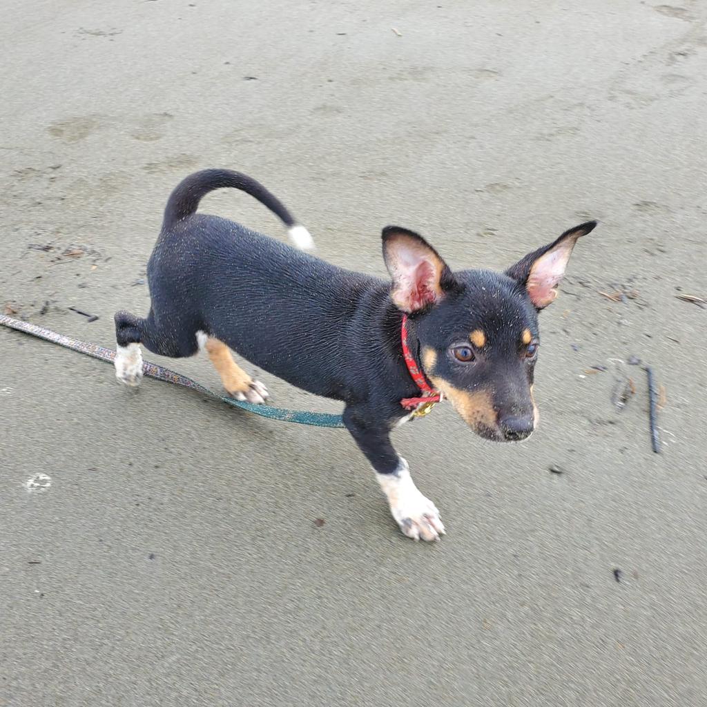 Cute black and brown puppy walking in the sand.