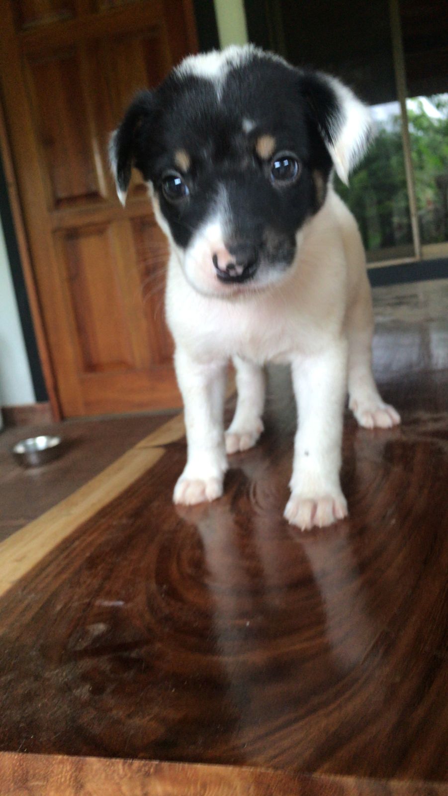 Molly puppy