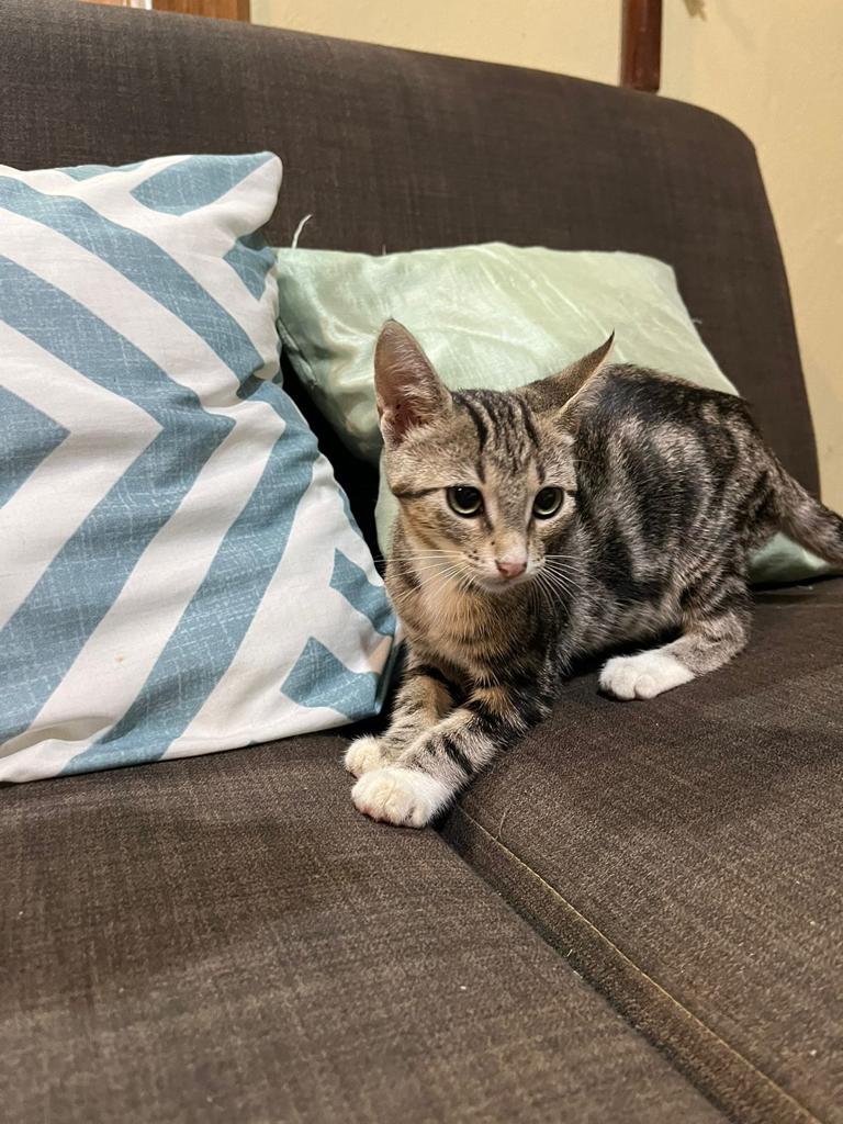 Beautiful gray striped kitten.