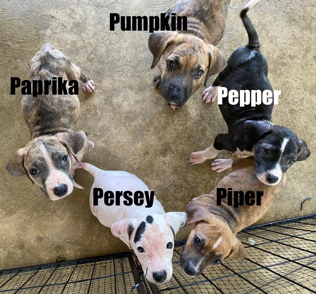 Five Puppies for Adoption