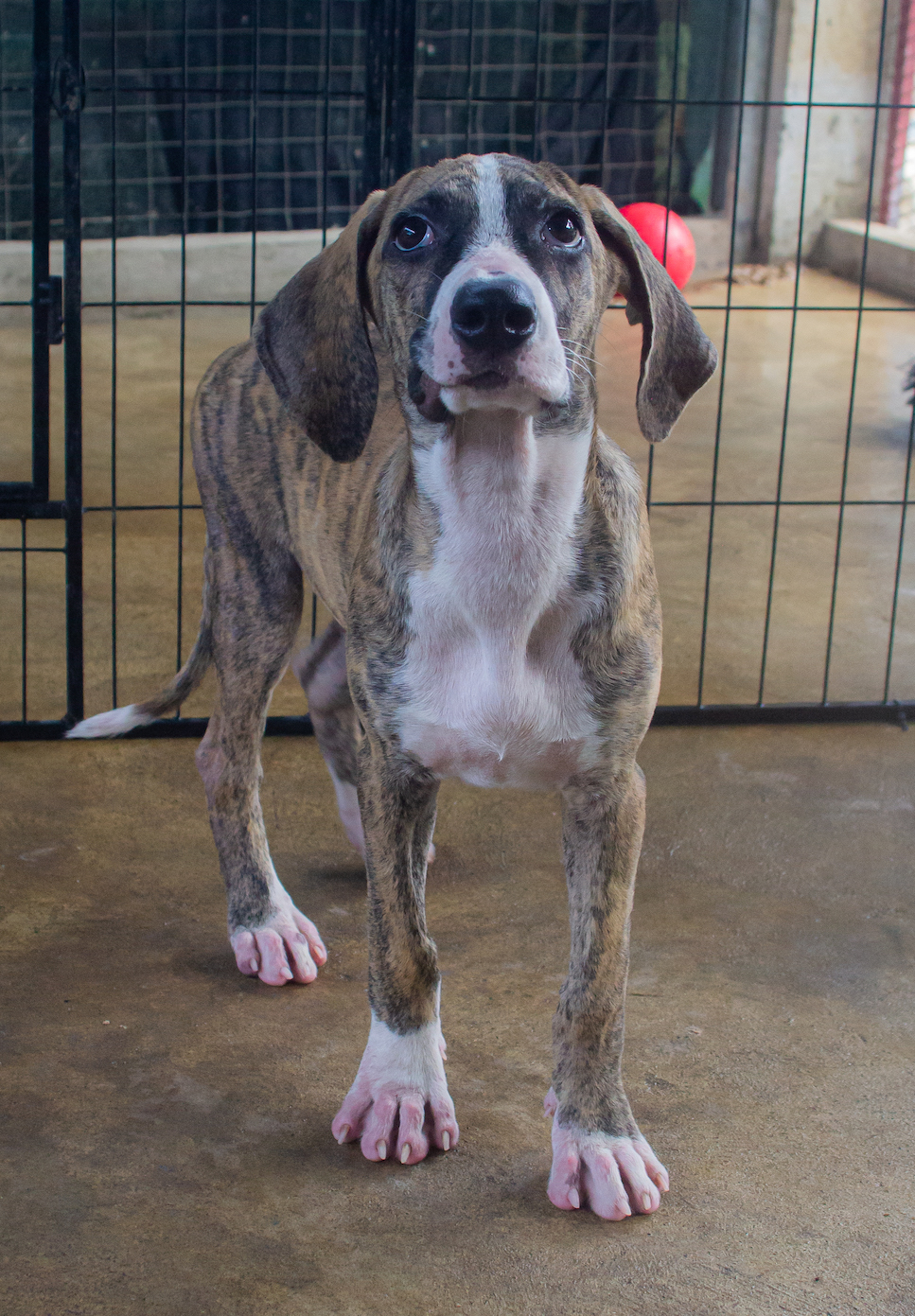 Brindle puppy with big floppy ears and white on his face and chest.