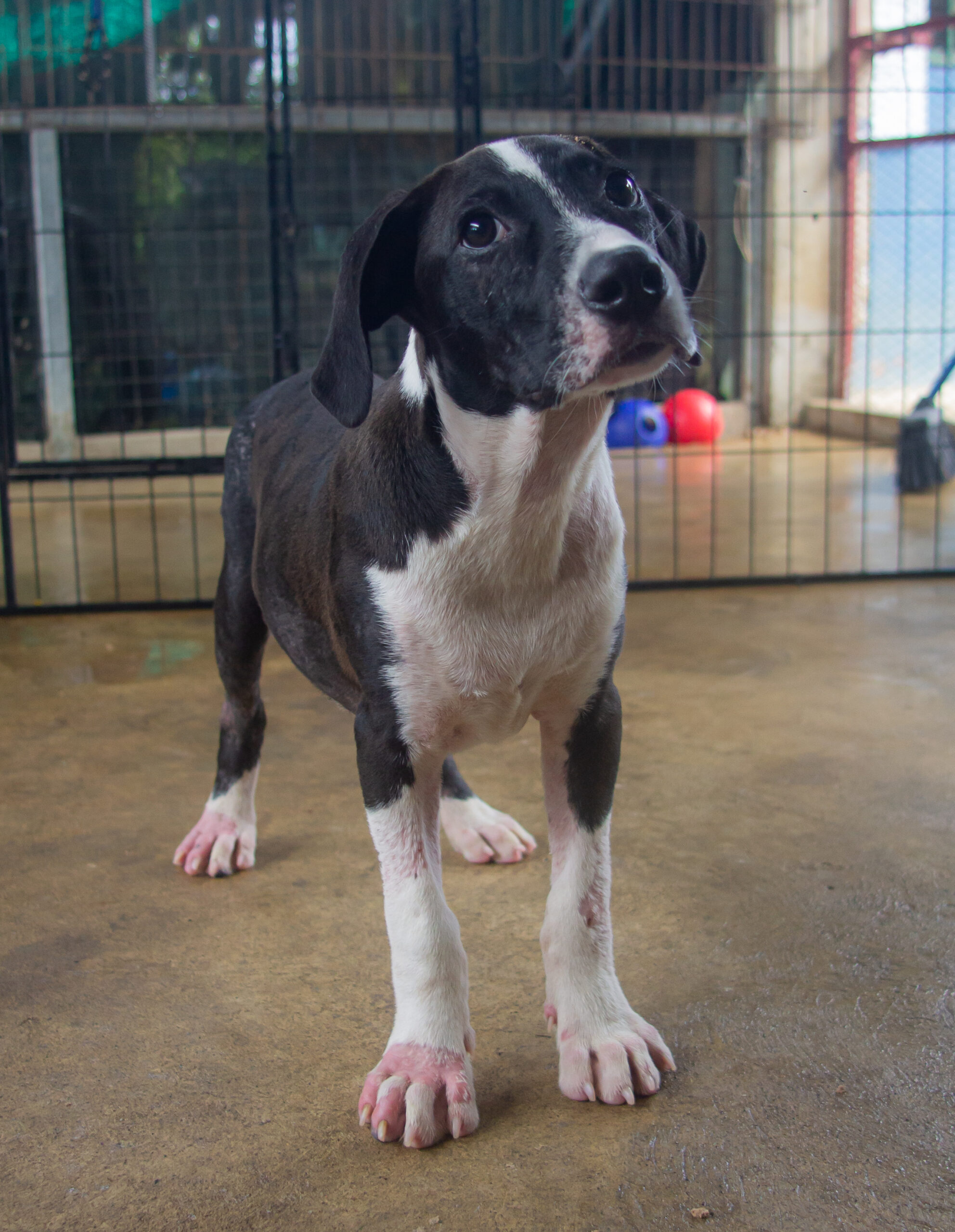 Black dog with white chest and legs.