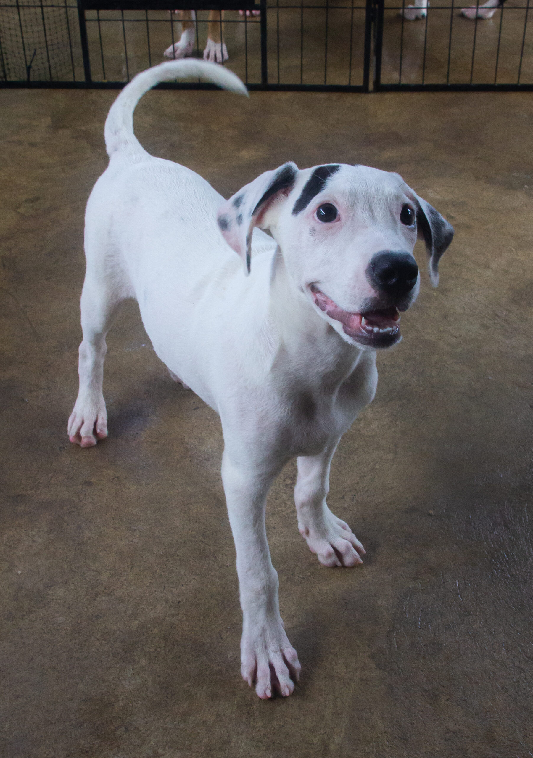 Adorable white dog with a black stripe on his head.