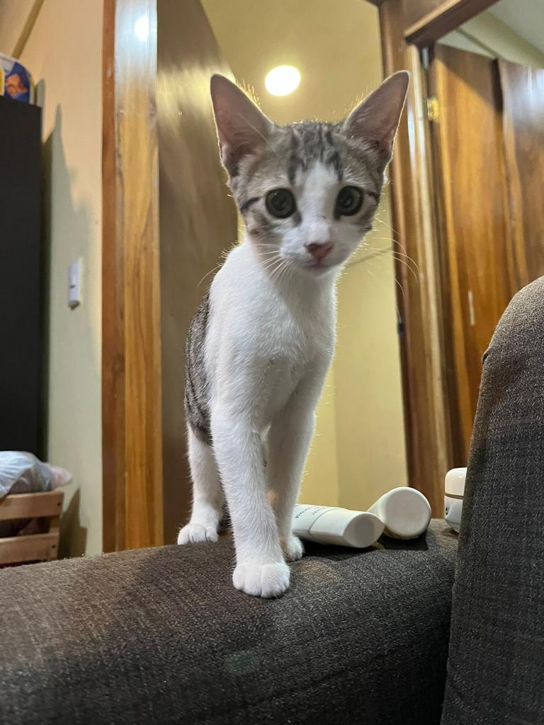 Lindo gatito gris y blanco.