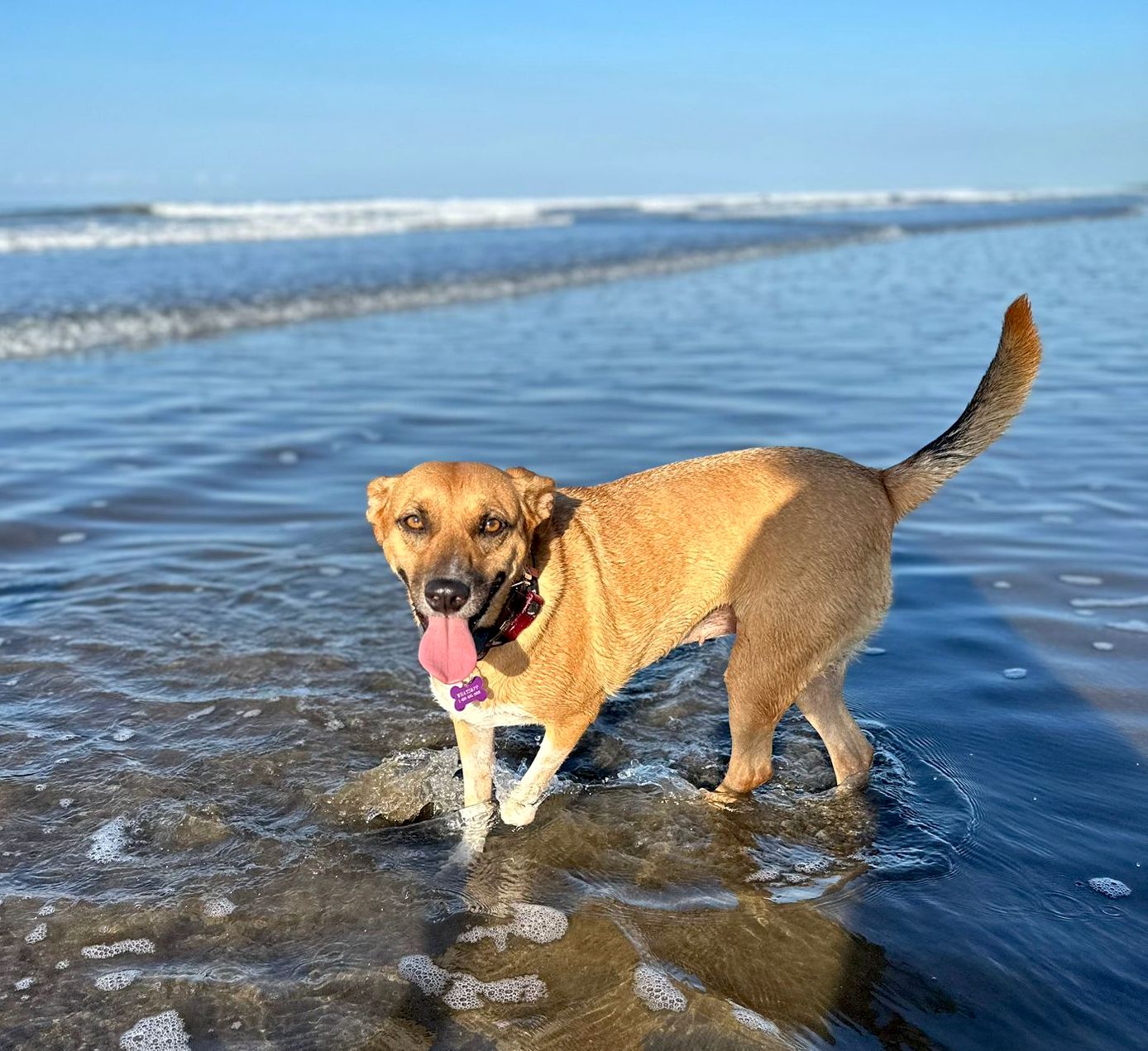 Cute tan dog playing in the ocean.