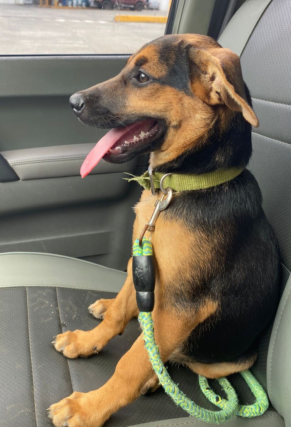 Brian, un adorable cachorro negro y fuego, está listo para dar un paseo en coche.