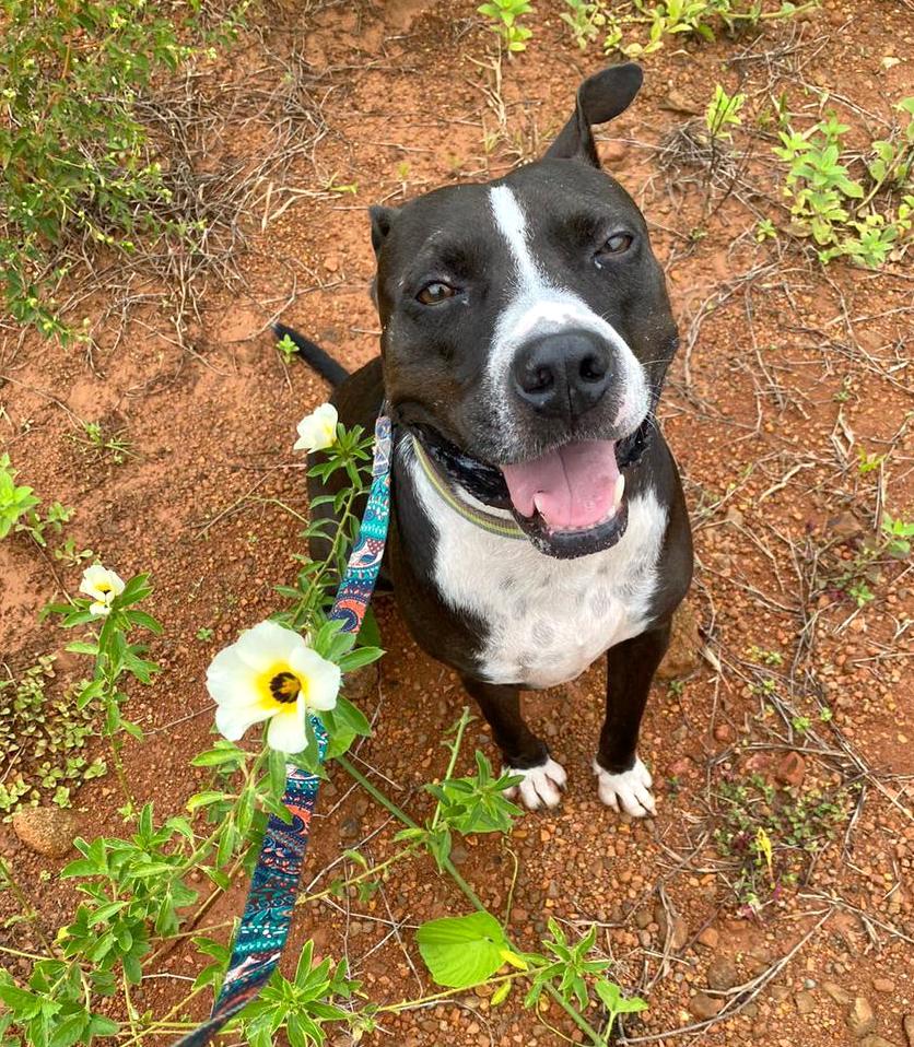 Black down with white stripe down her face sitting by a flower.