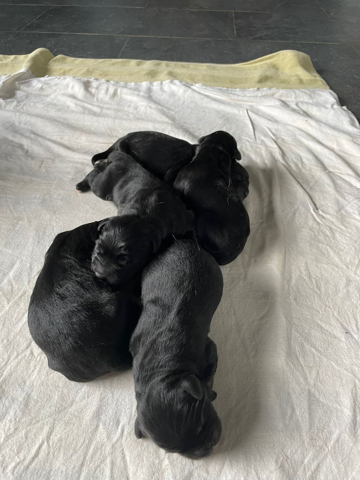 Five tiny black puppies in a little pile.