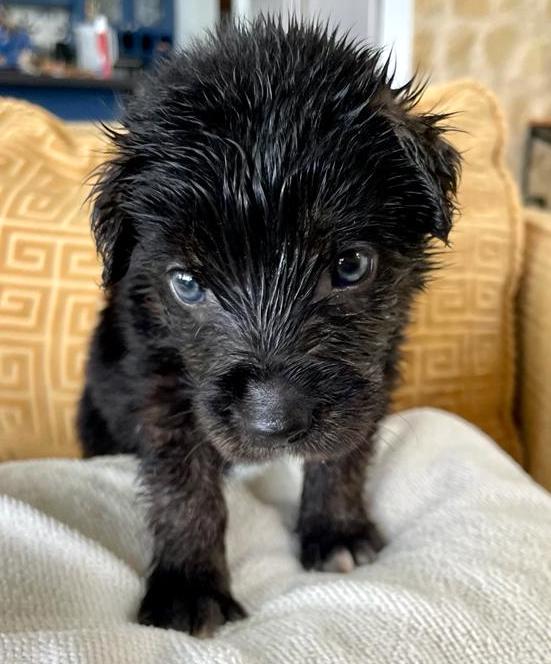 Tiny, fluffy black puppy with blue eyes.