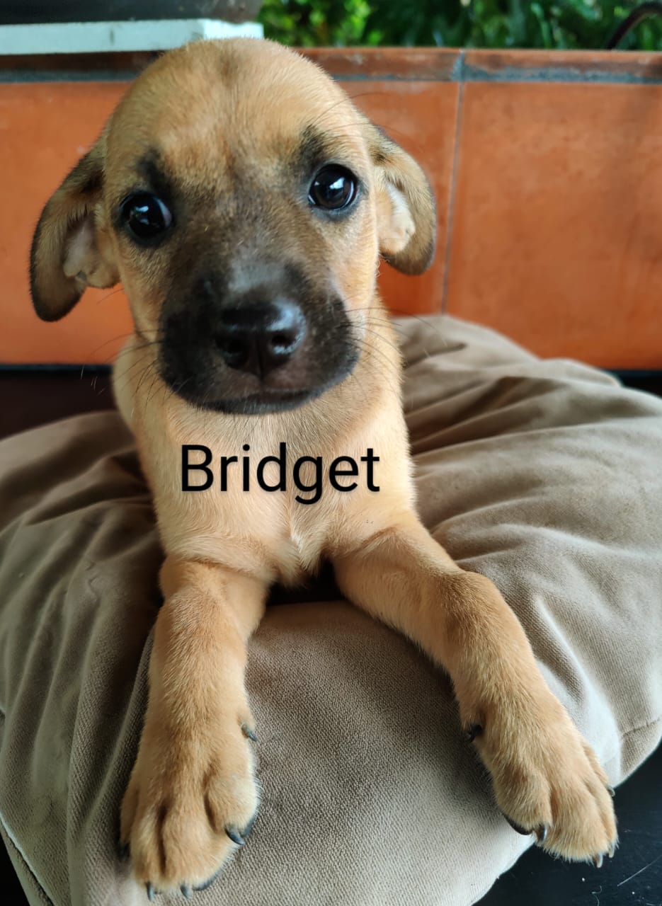 Bridget p