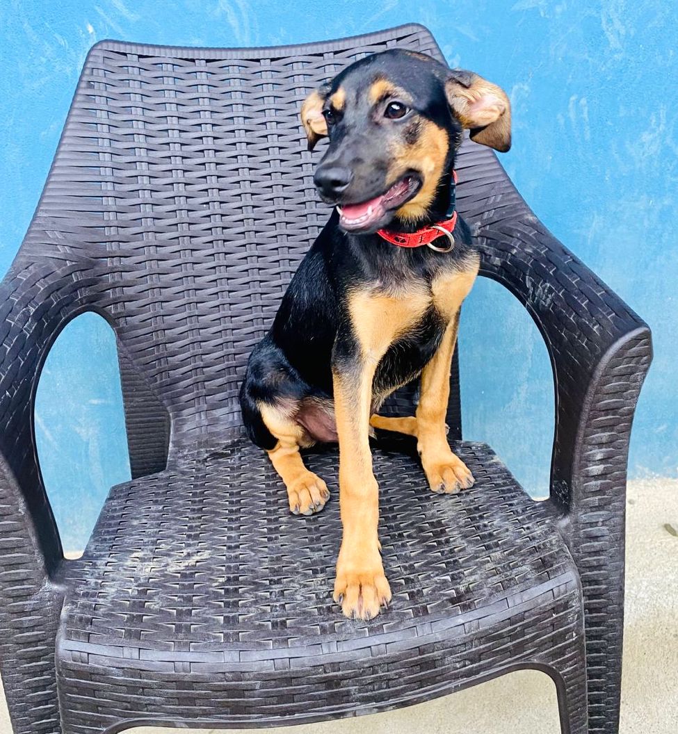 Black puppy with brown face and legs sitting adorably in a gray chair.