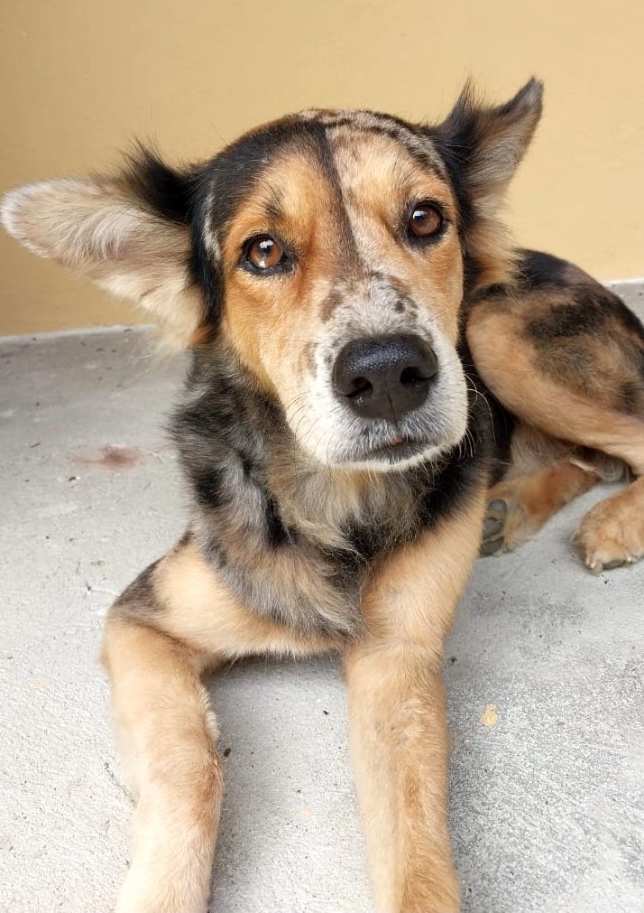 Beautiful black and tan dog with amazing tri-color face.