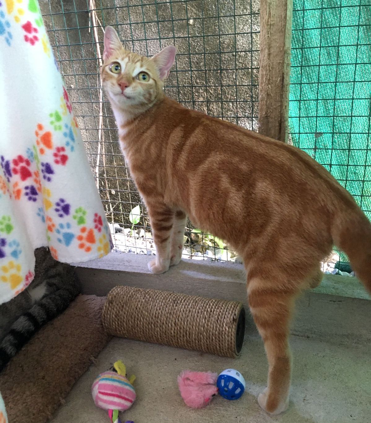 Orange tabby with beautiful markings.