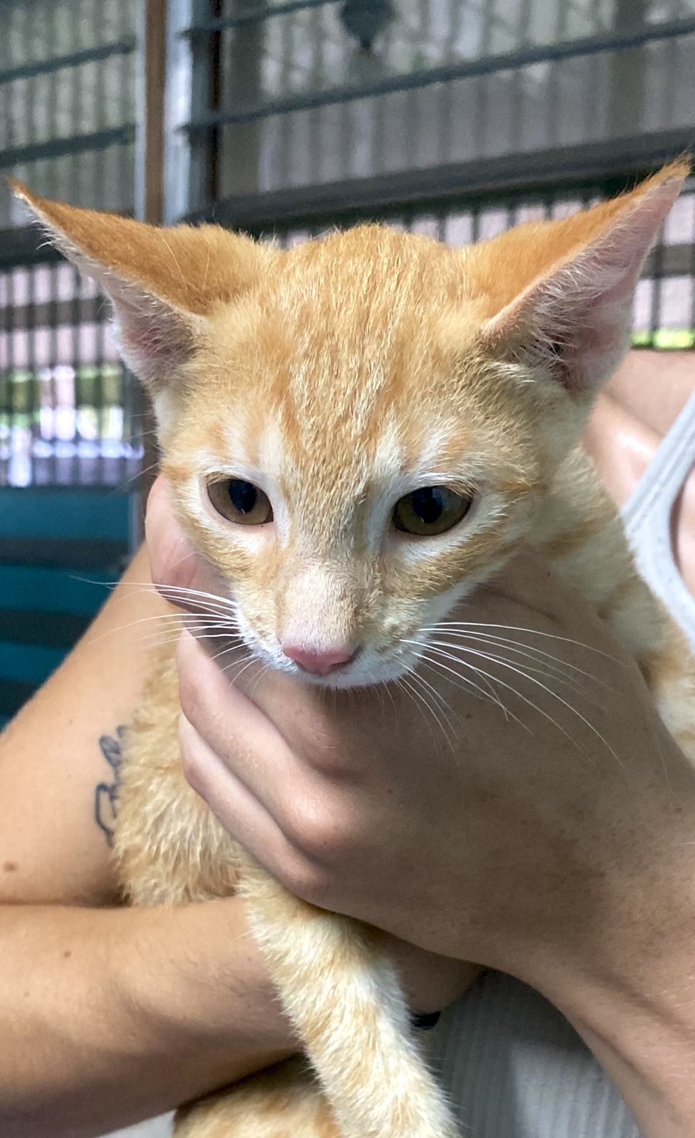 Gatito atigrado naranja