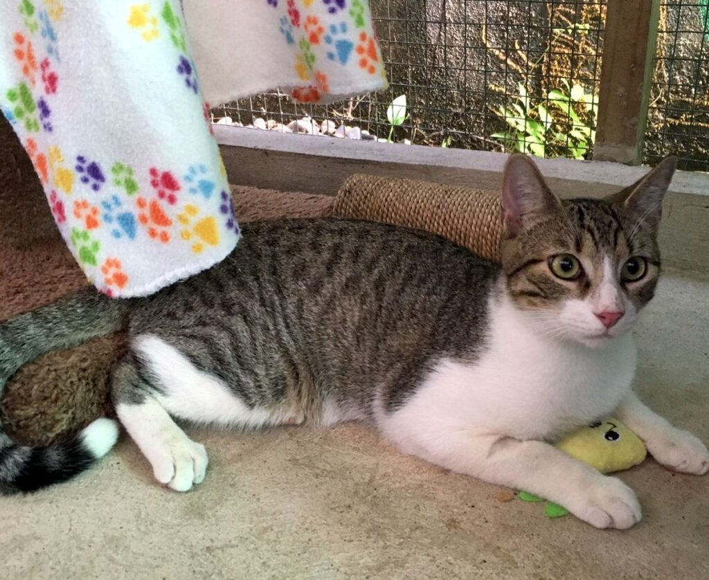 Hermosa tabby gris con pecho blanco, piernas y nariz.