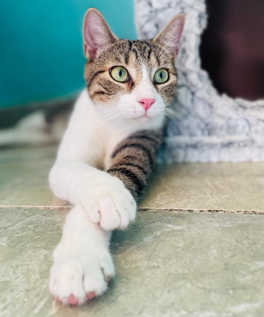 Gray tabby con sus brazos cruzados