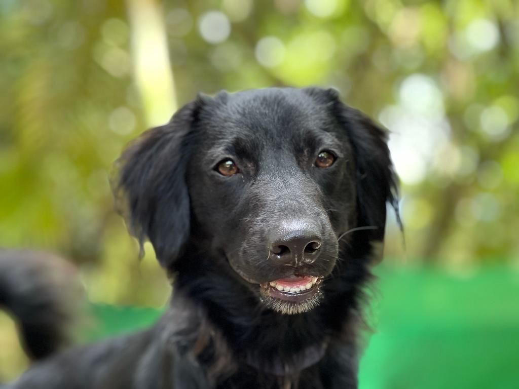 Eli is a beautiful black, medium haired dog.