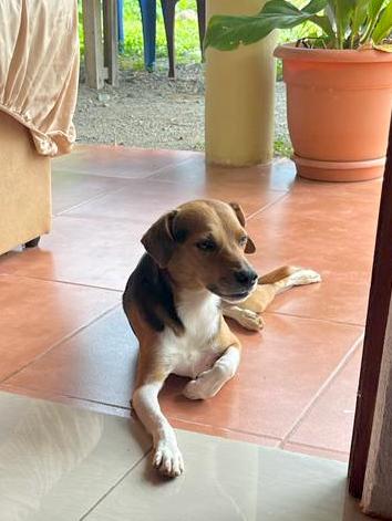 Cute dog with brown face and white belly.