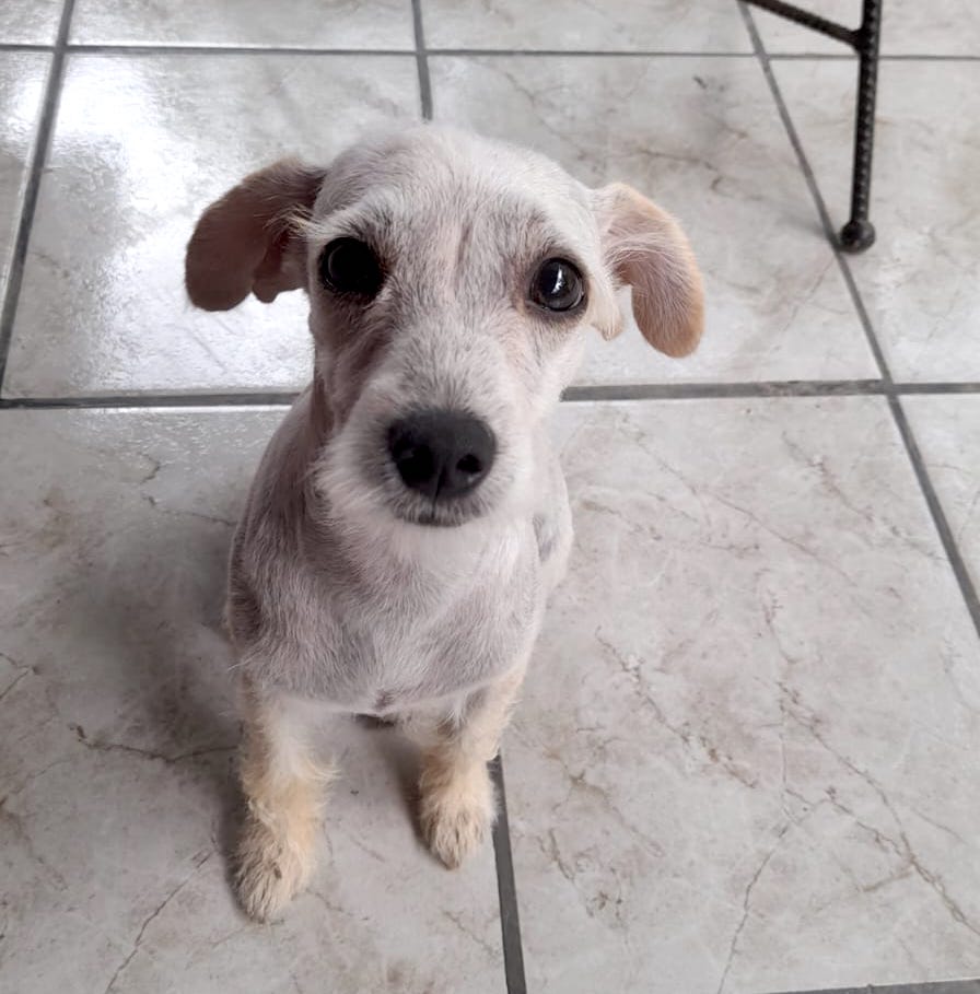 Adorable blonde dog with dark eyes.