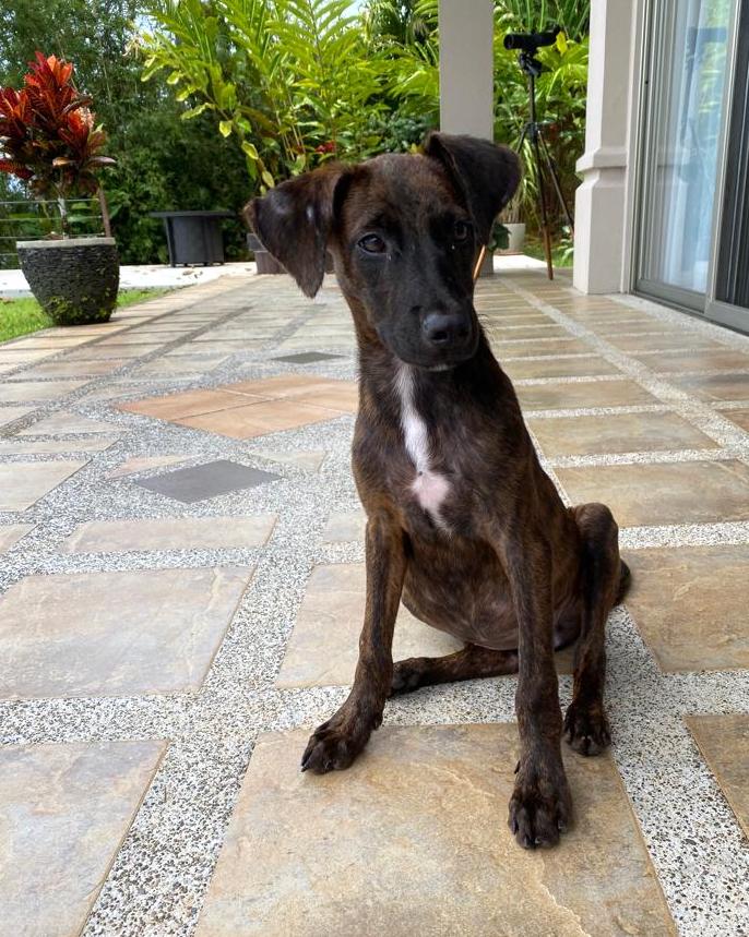 Adorable perro negro con raya blanca en el pecho.