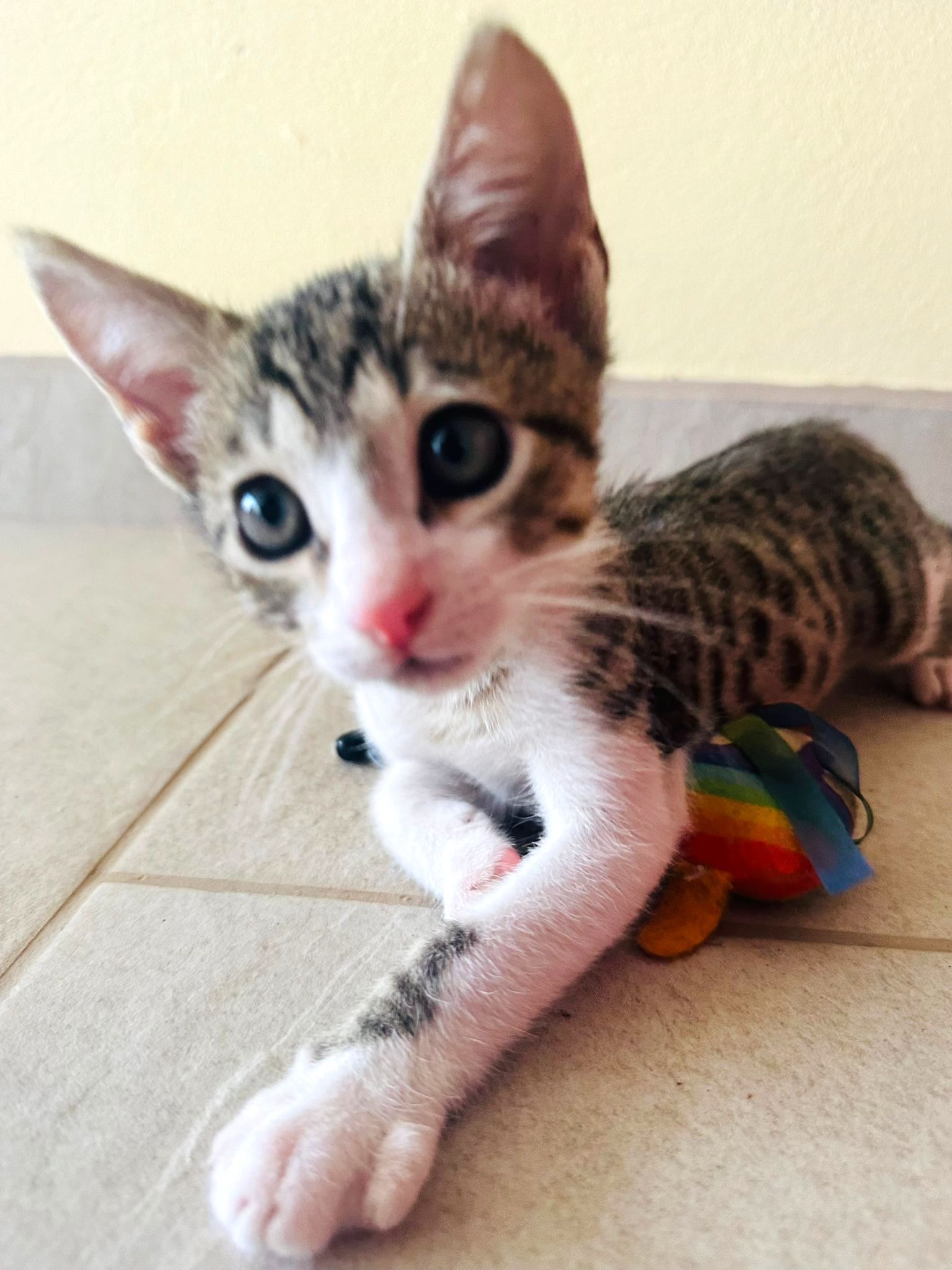 Sweet gray tabby kitten with white undersides and face.