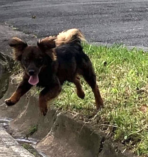 Esponjoso perrito marrón saltando
