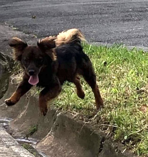 Fluffy little brown dog jumping