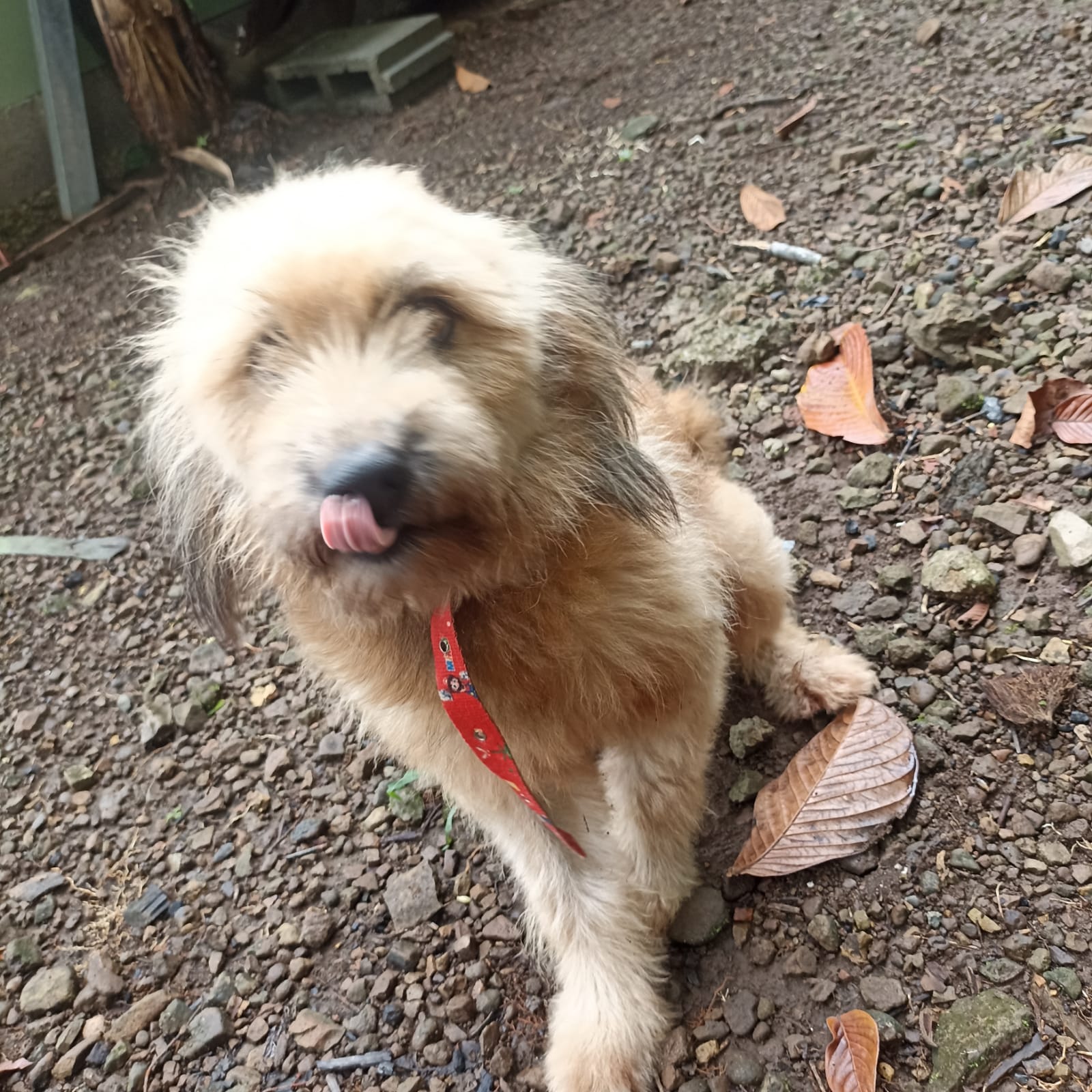 Fluffy golden blonde dog