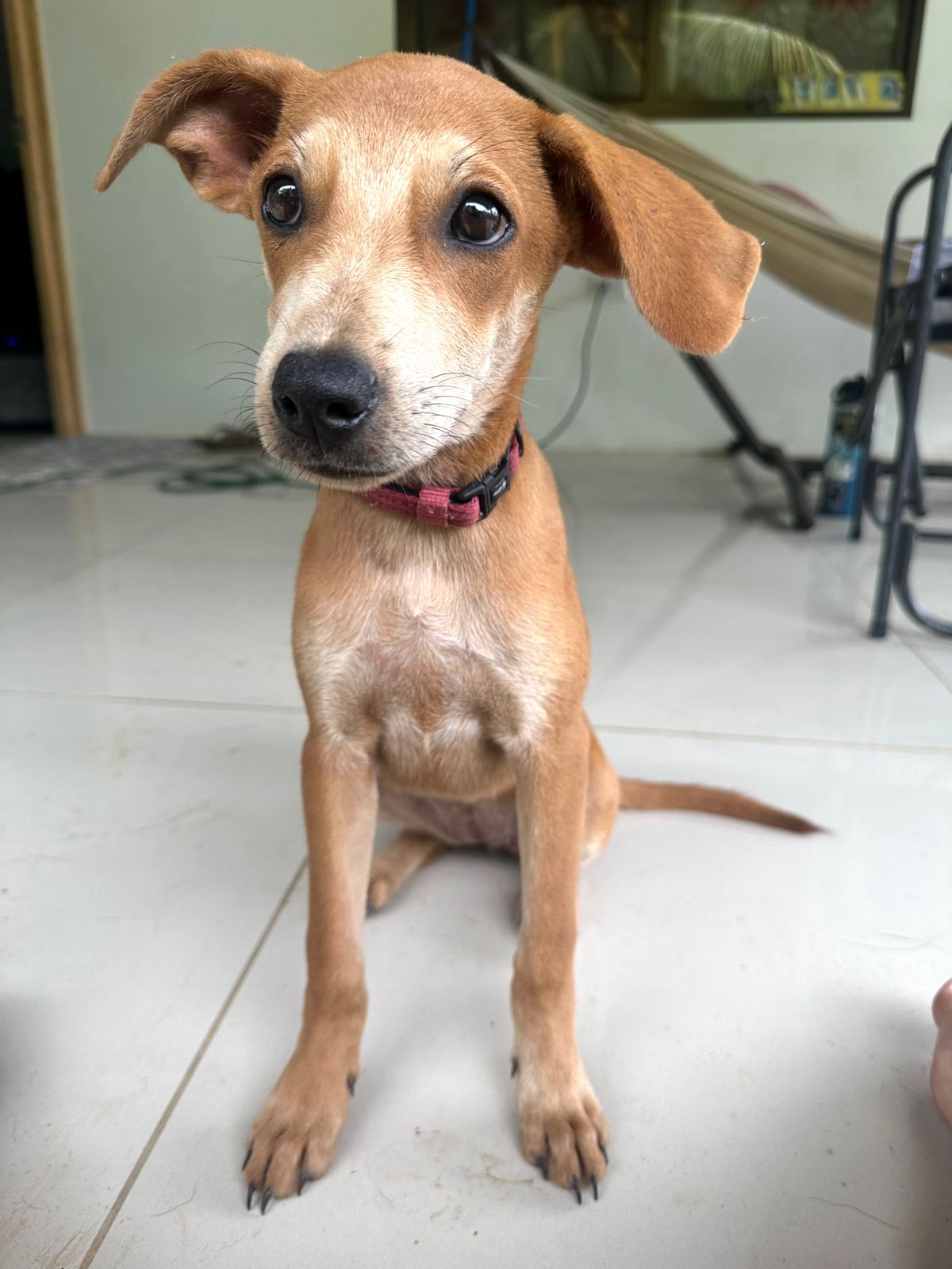 Cute brown puppy with white face and chest.