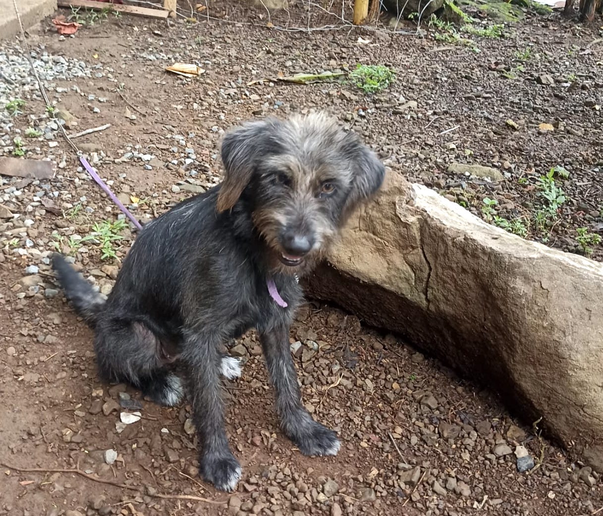 Bonito perro gris con la cara moteada.