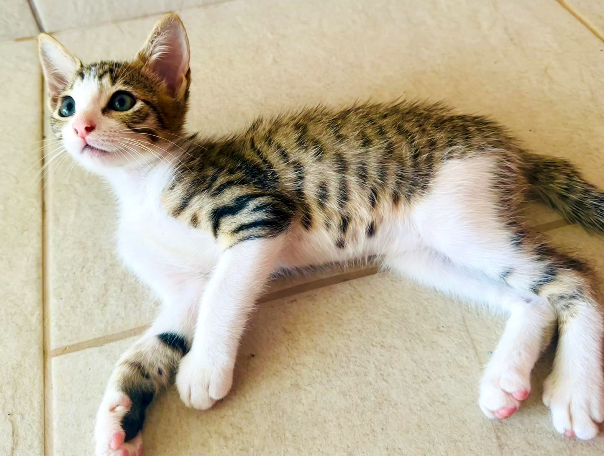 Beautiful grey tabby kitten with white underside and legs.