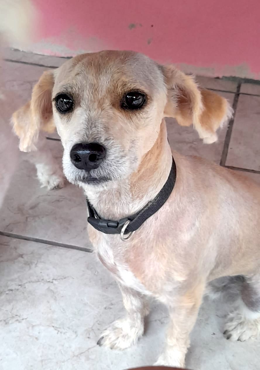 Cute blonde pup with longer hair.