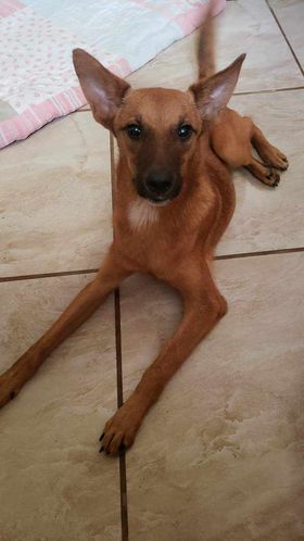 Adorable perro marrón de patas largas y orejas puntiagudas.