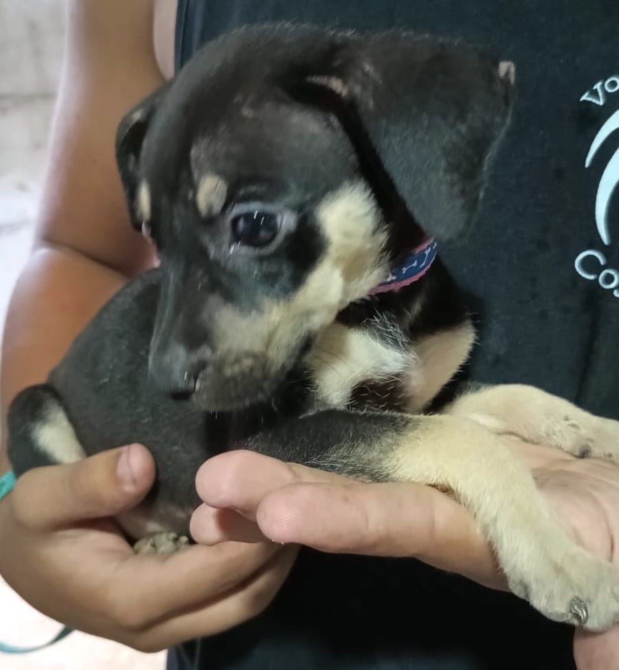 Small black and brown puppy.