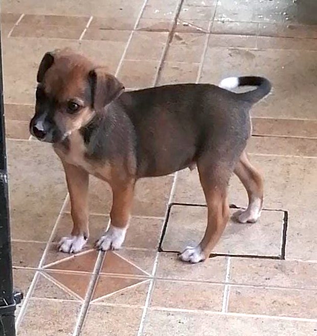 Black and brown puppy.