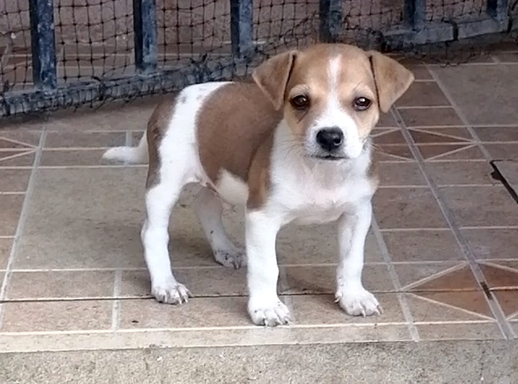 Brown and white puppy.