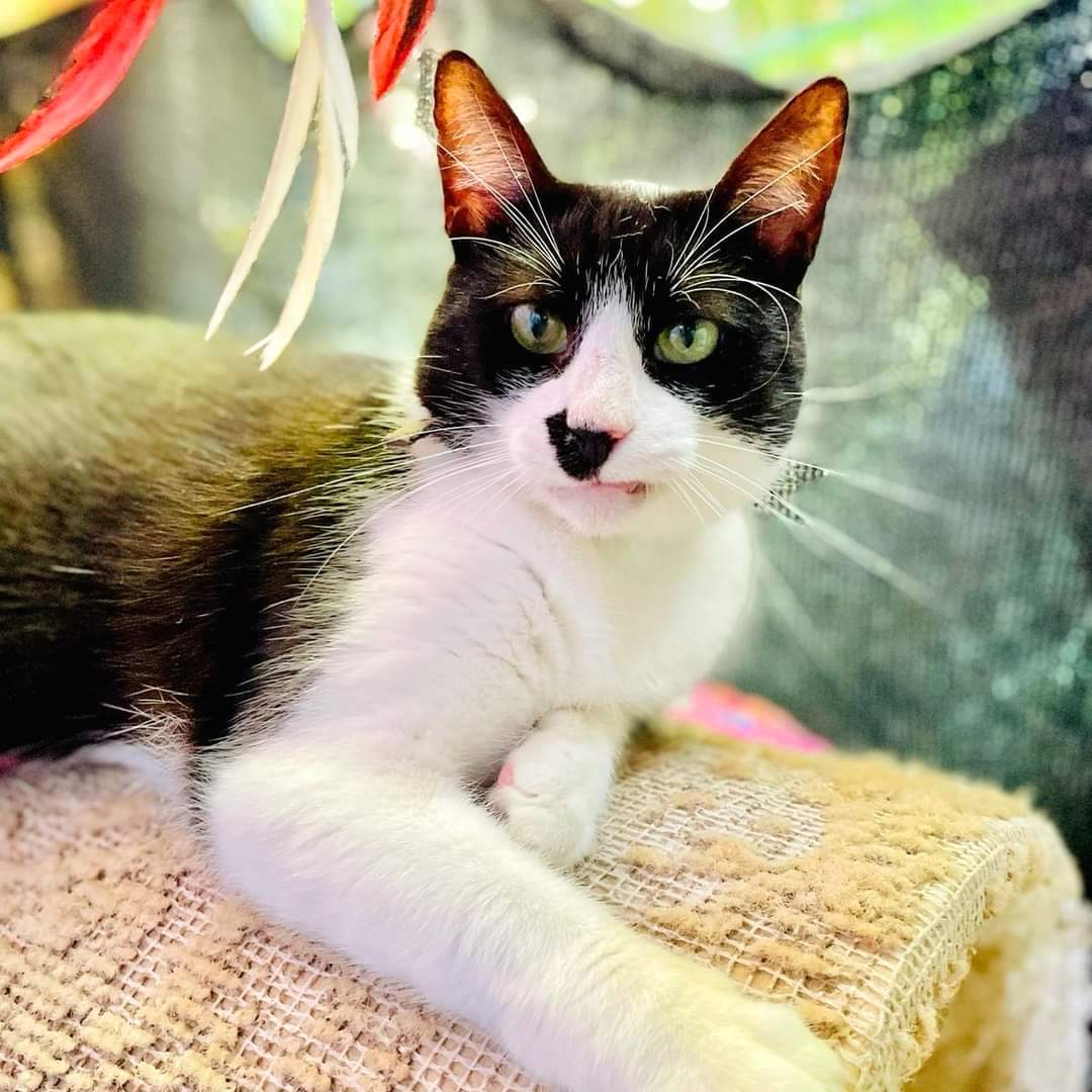 Beautiful tuxedo cat with glowing red ears