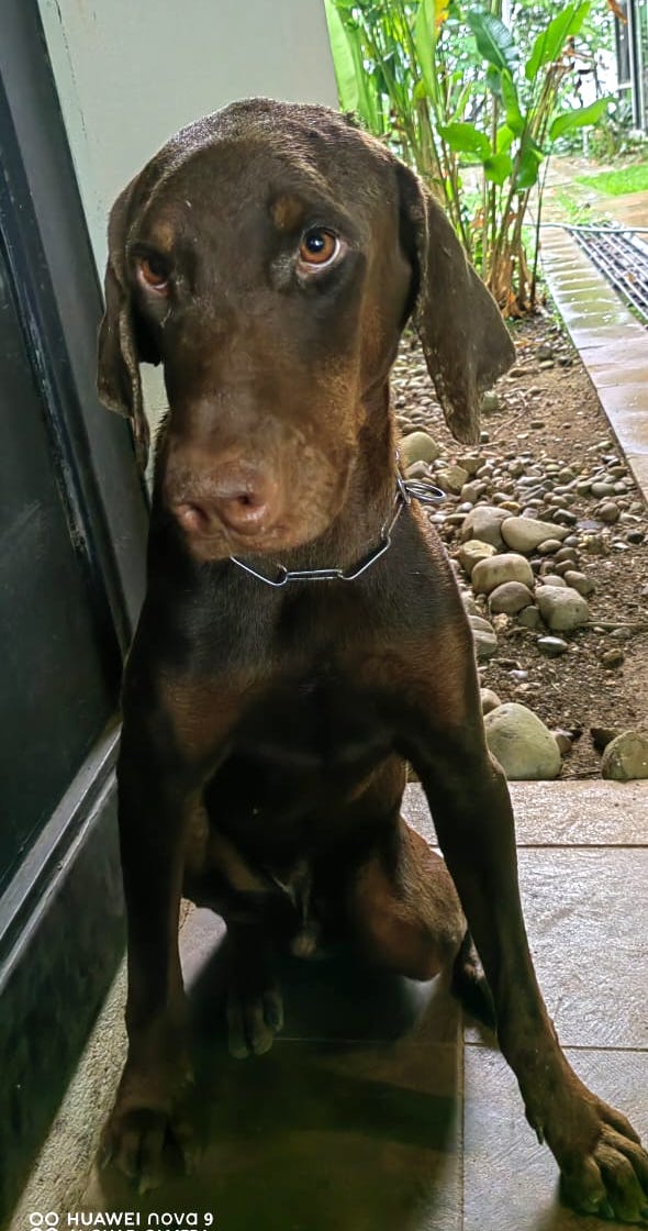 Beautiful brown doberman with soulful eyes.